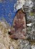 Conistra erythrocephala